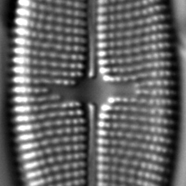 Aneumastus stroesei LM3