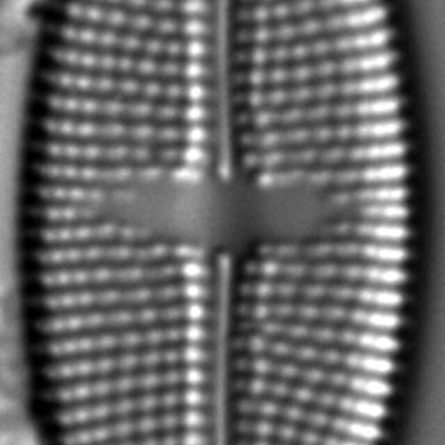 Aneumastus stroesei LM4