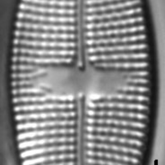 Aneumastus stroesei LM5