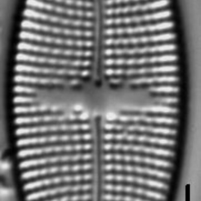 Aneumastus stroesei LM6