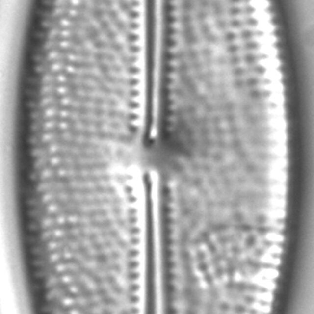 Anomoeoneis capitata LM1