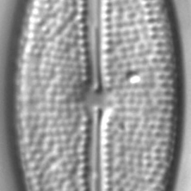 Anomoeoneis capitata LM5