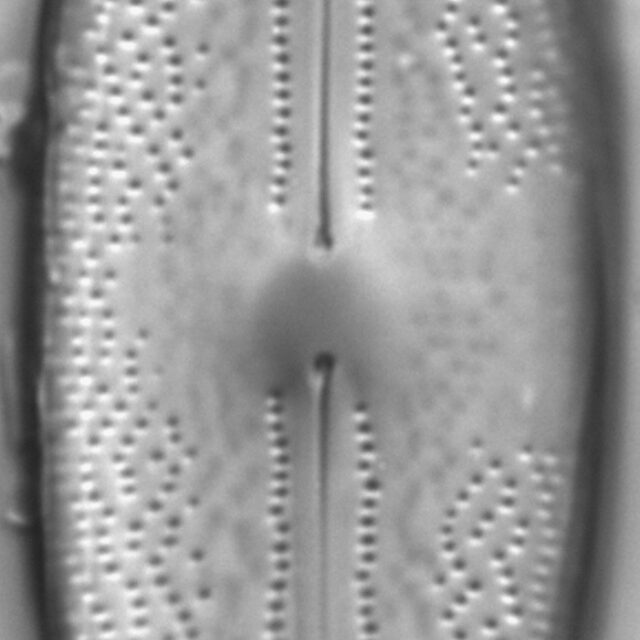 Anomoeoneis sphaerophora LM1