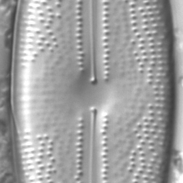 Anomoeoneis sphaerophora LM2