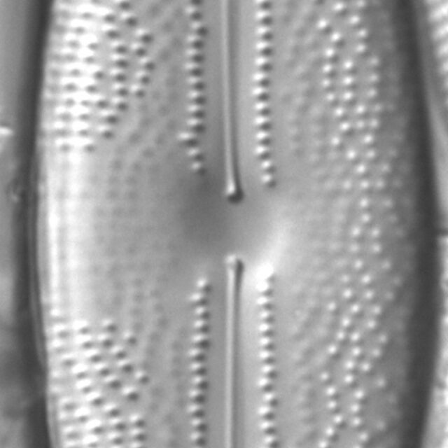 Anomoeoneis sphaerophora LM3