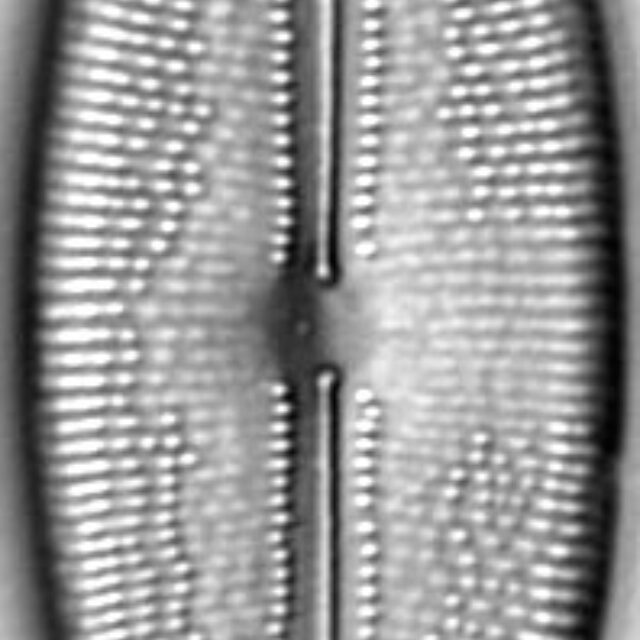 Anomoeoneis Sphaerophora LM9