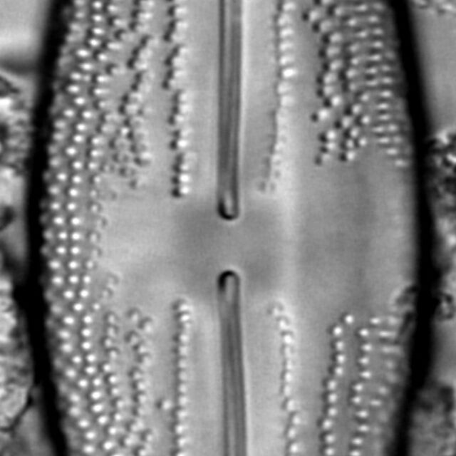 Anomoeoneis Costata LM5