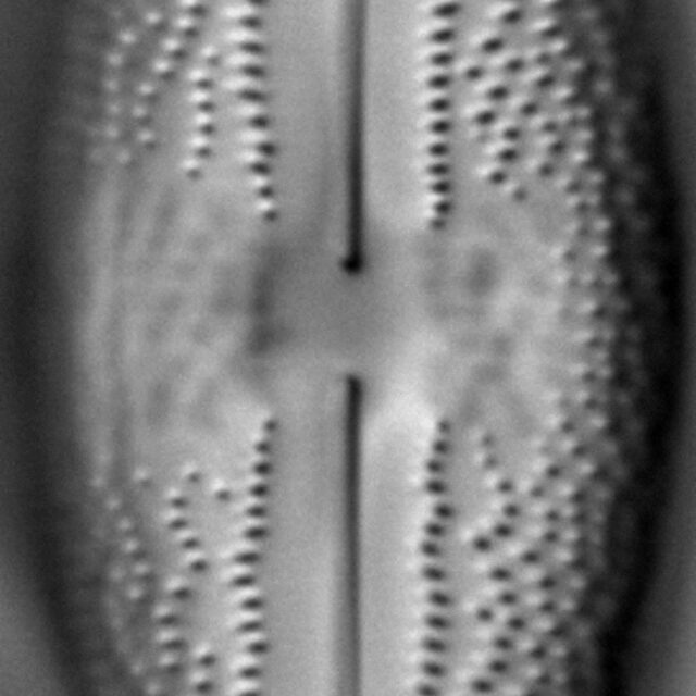 Anomoeoneis Costata LM6