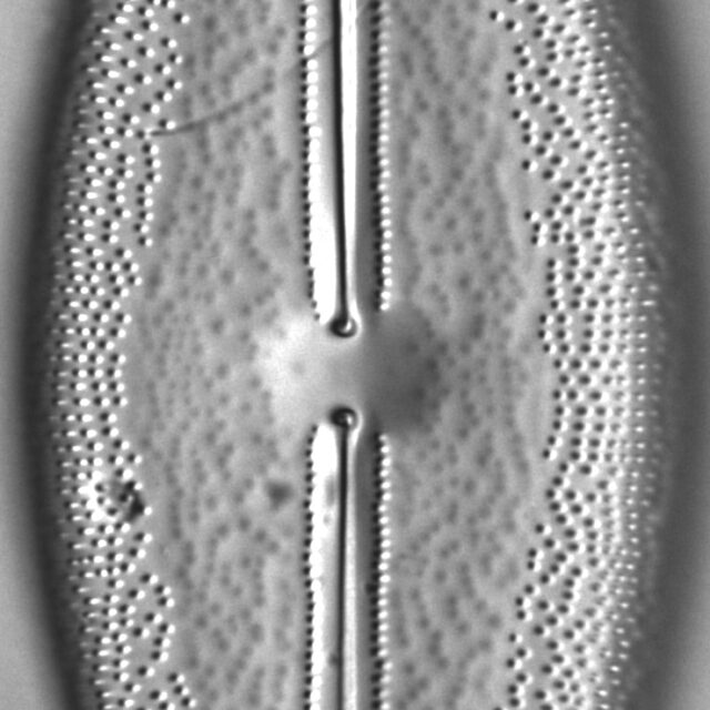 Anomoeoneis Sculpta LM1