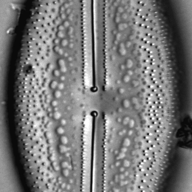 Anomoeoneis Sculpta LM4