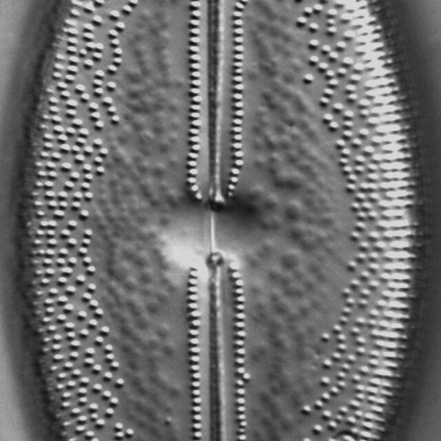 Anomoeoneis Sculpta LM6