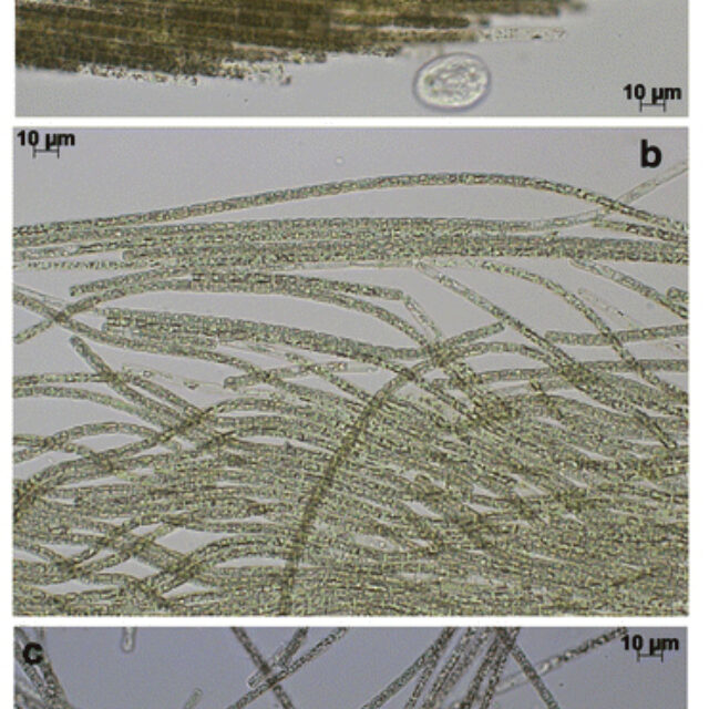 Aphonmenzon Flosaquae2