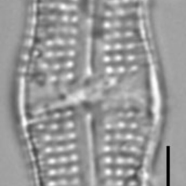 Achnanthes tumescens LM7