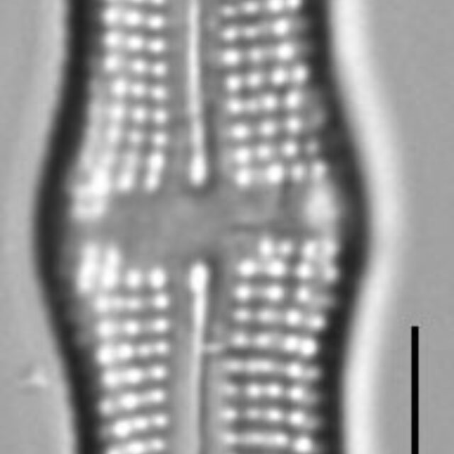 Achnanthes tumescens LM3