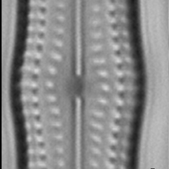 Biremis undulata LM1