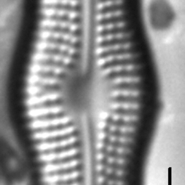 Boreozonacola hustedtii LM3