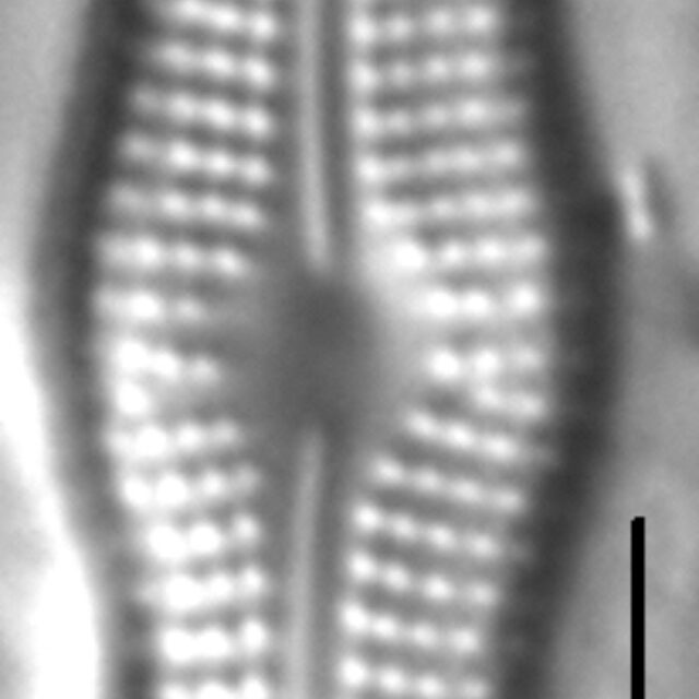 Boreozonacola hustedtii LM4