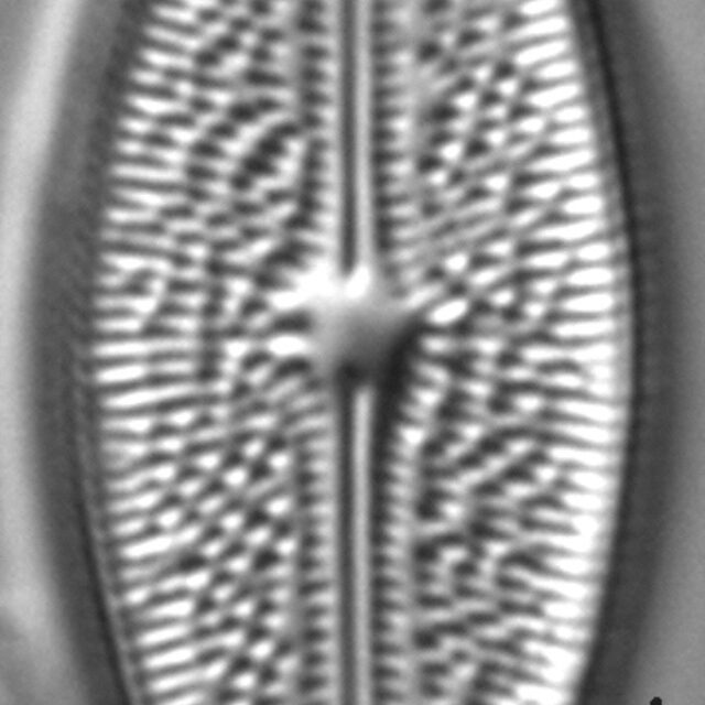 Brachysira arctoborealis LM2