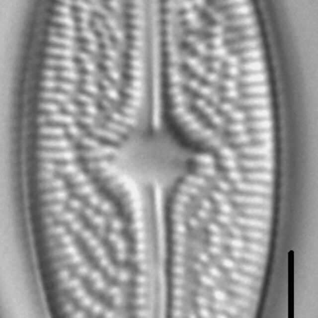 Brachysira arctoborealis LM4