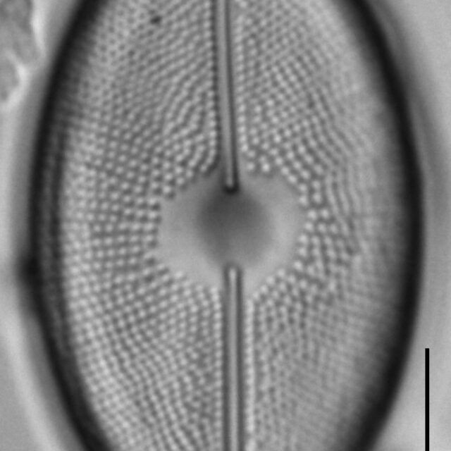 Cavinula maculata LM1