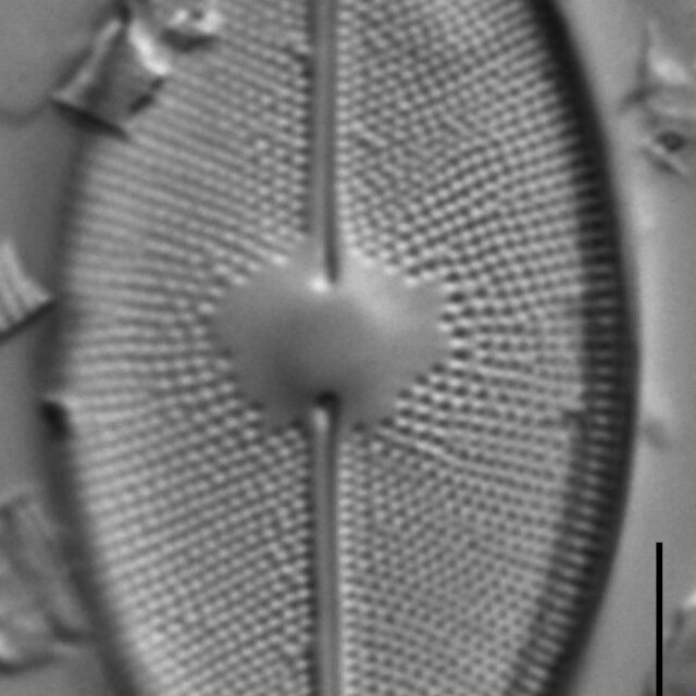 Cavinula maculata LM2