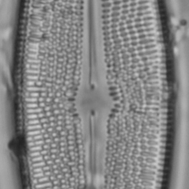 Brachysira serians LM2