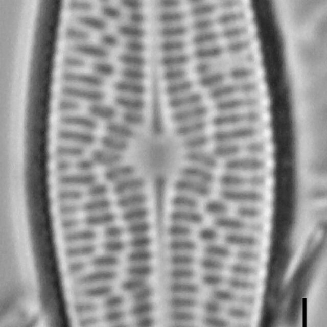 Brachysira brebissonii LM6