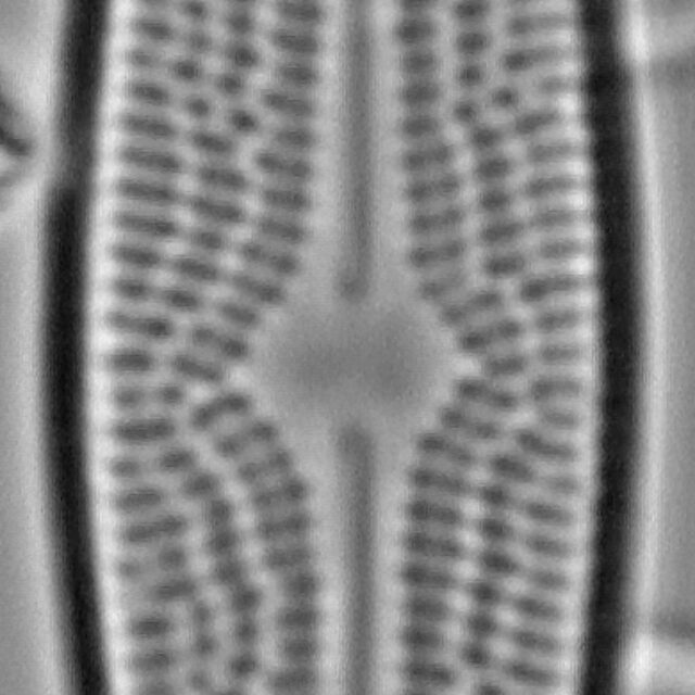 Bracysira neoacuta LM4