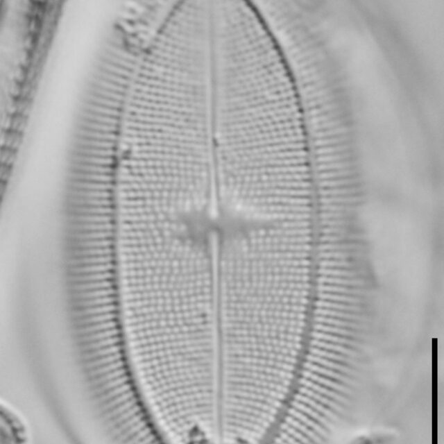 Cocconeis klamathensis LM6