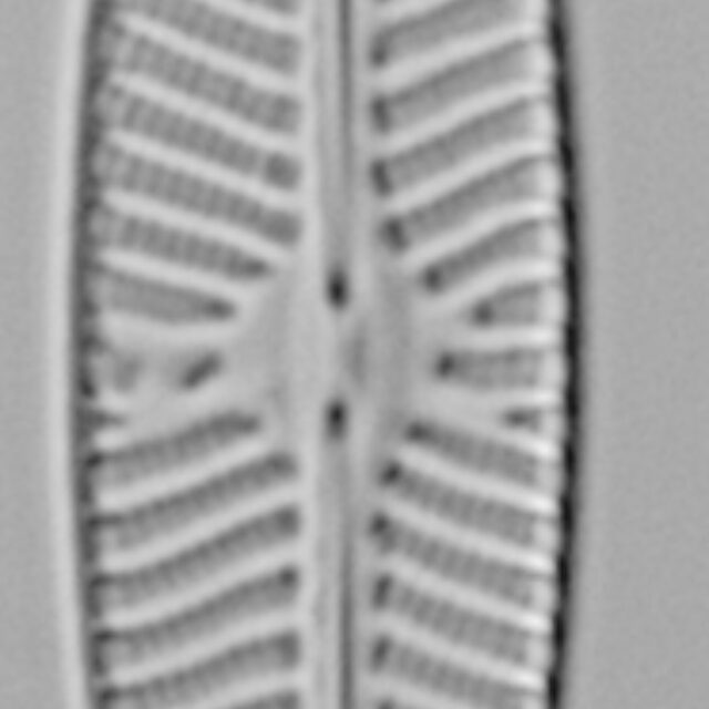 Navicula hintzii LM1