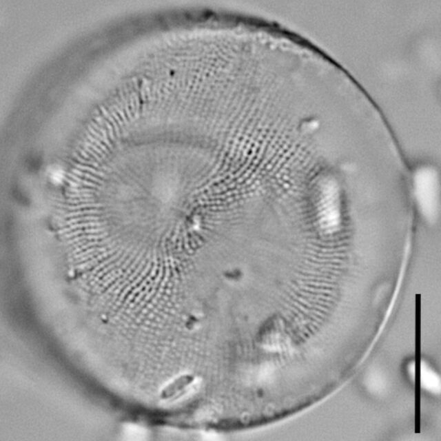 Thalassiosira gessneri LM3