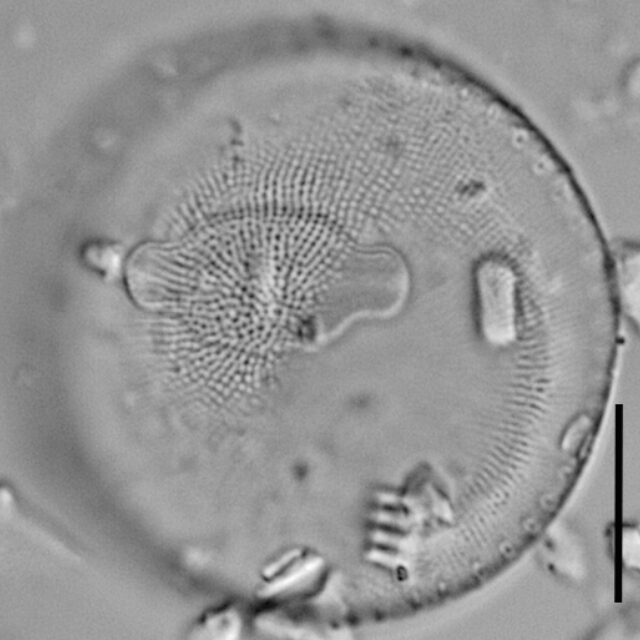 Thalassiosira gessneri LM4