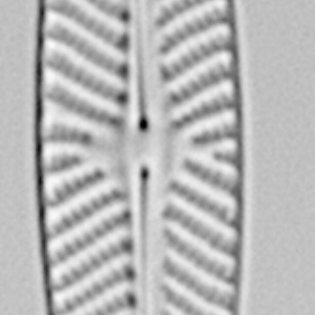 Navicula hintzii LM5