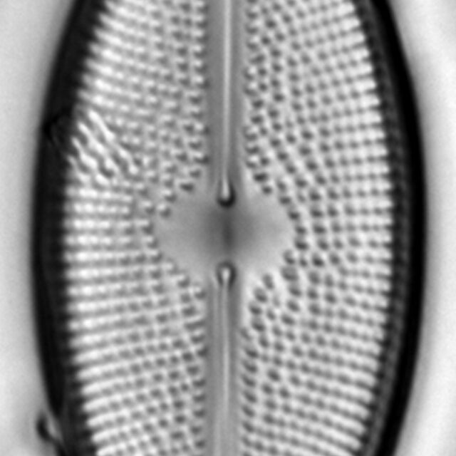 Lacustriella lacustris LM1