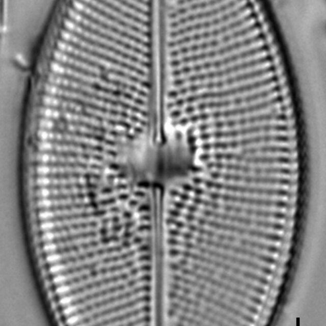 Calacust  Mbe2215B 916 41 6