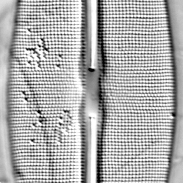 Frustulia rexii LM4