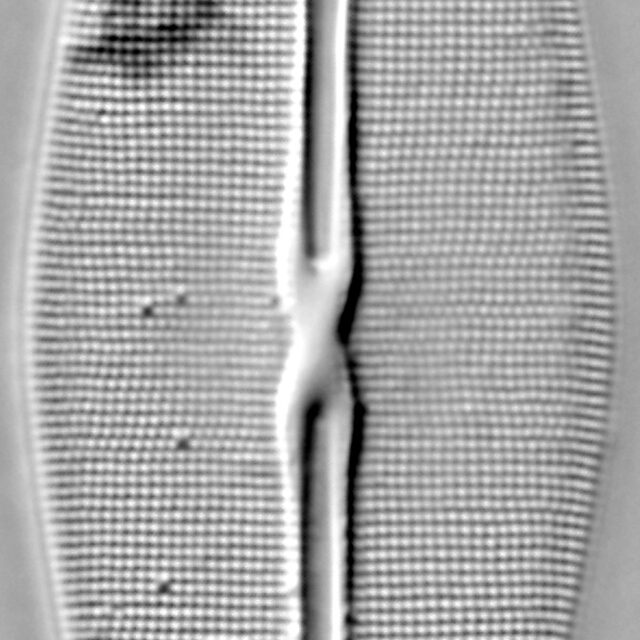 Frustulia rexii LM5