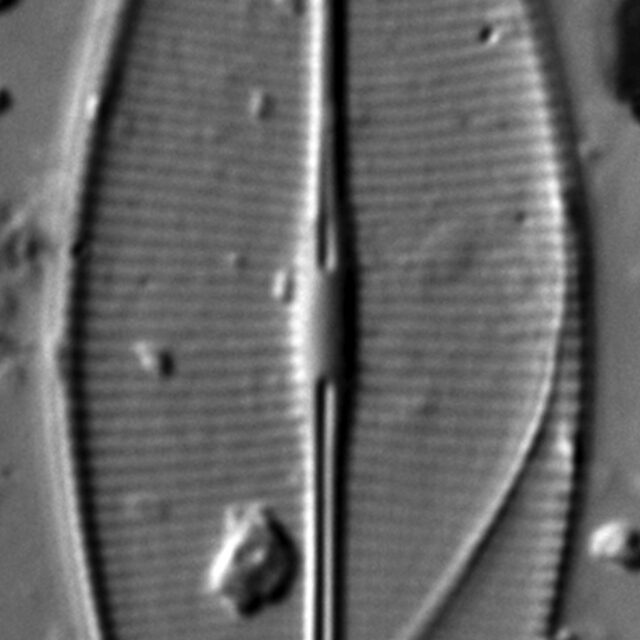 Craticula accomodiformis LM1