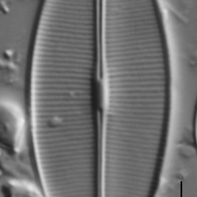 Craticula accomodiformis LM4