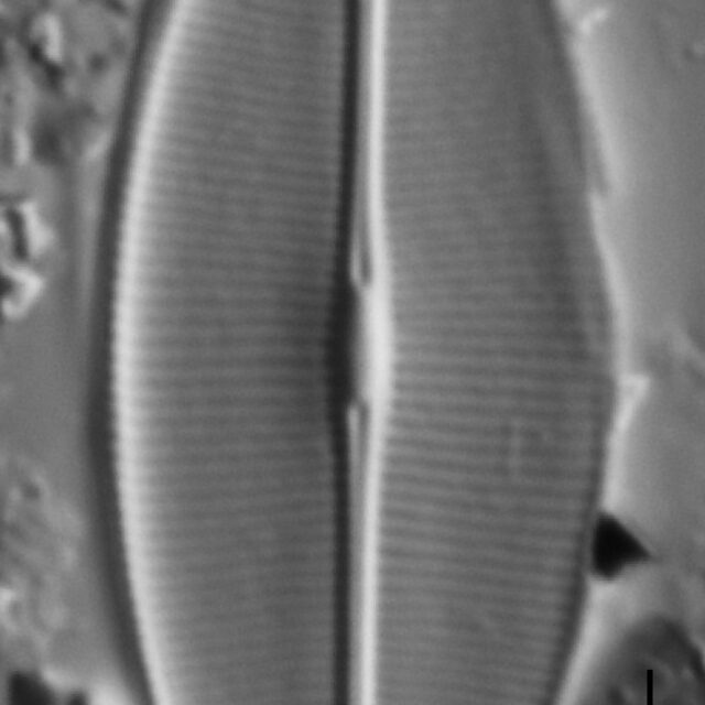 Craticula accomodiformis LM3