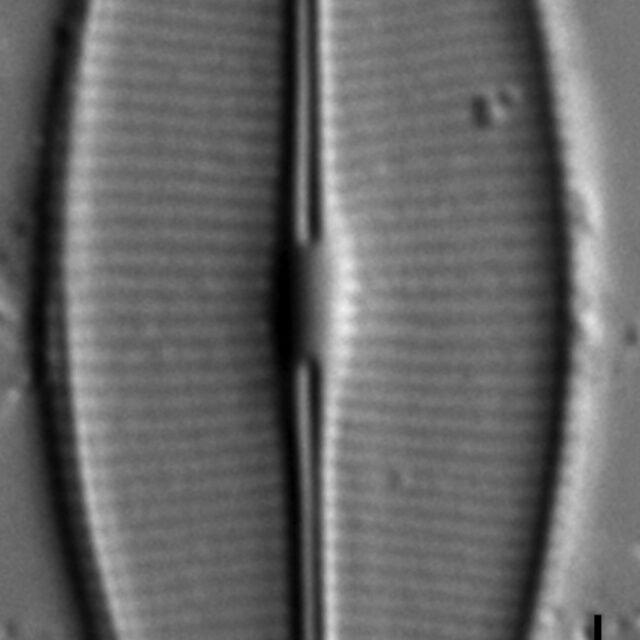 Craticula accomodiformis LM7