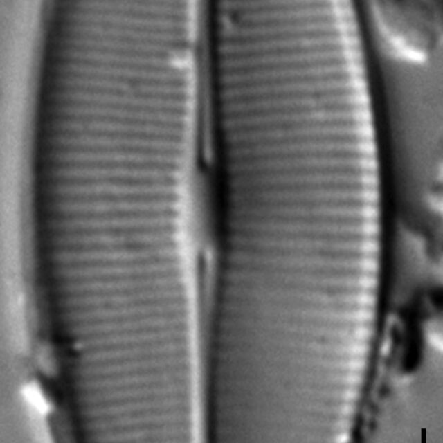 Craticula accomodiformis LM6