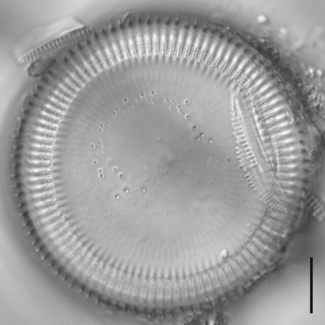 Cyclotella quillensis LM6