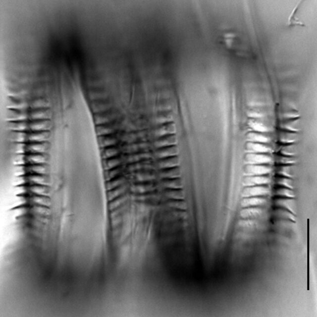 Cyclotella quillensis LM4