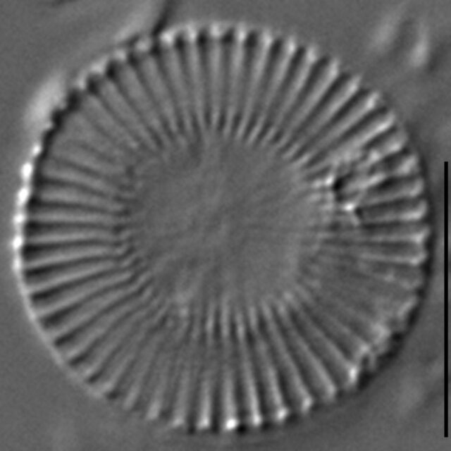 Cytholiformis 4