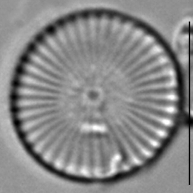 Cytholiformis 6