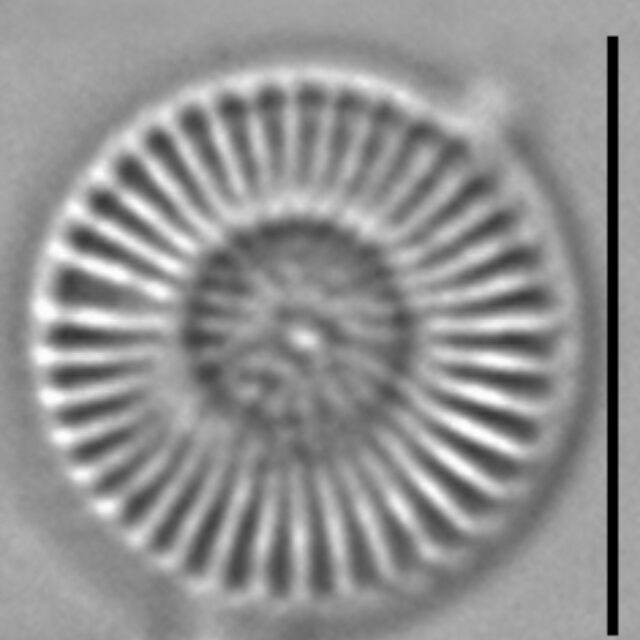 Cytholiformis 7