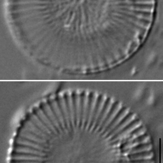 Cytholiformis2