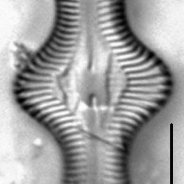 Caloneis lewisii LM4