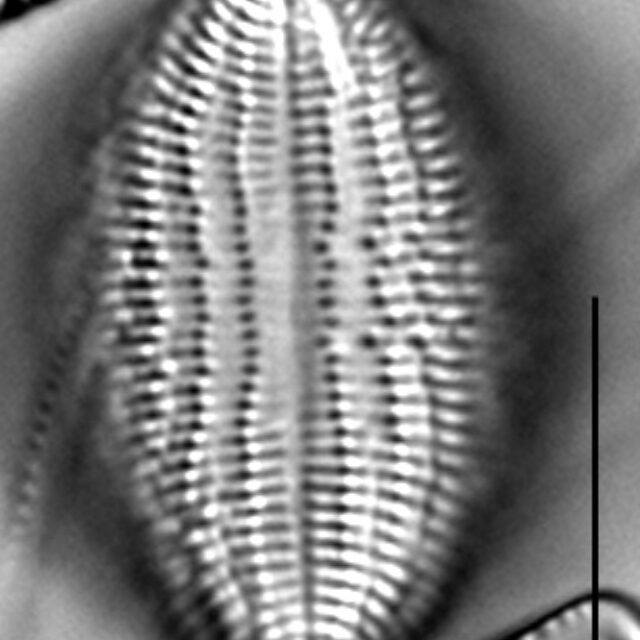 C Pediculus 19